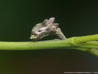 Suasa lisides suessa