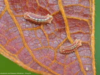 Cheritra freja freja