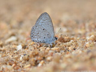 Celastrina lavendularis isabella