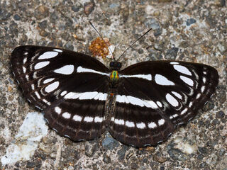 Neptis duryodana nesia