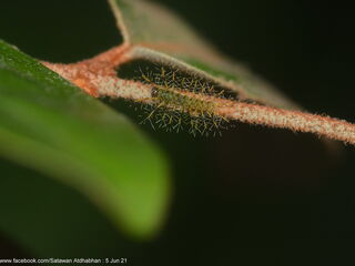 Euthalia adonia beata