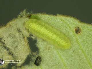 Arhopala birmana birmana