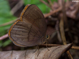 Faunis canens arcesilas