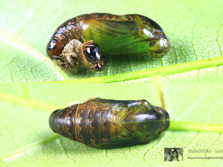 Spindasis lohita himalayanus