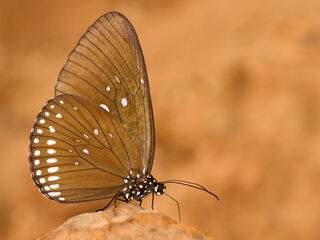 Euploea modesta modesta