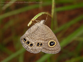 Ypthima lisandra lisandra