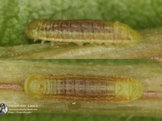 Anthene emolus emolus