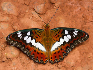 Moduza procris procris