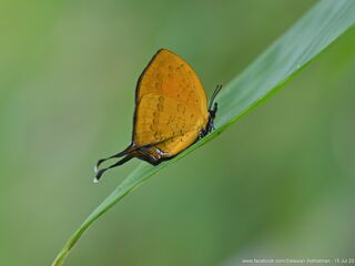 Yasoda pita dohertyi