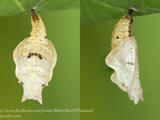 Neptis omeroda omeroda