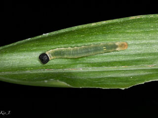 Telicota bambusae bambusae