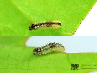 Miletus chinensis learchus