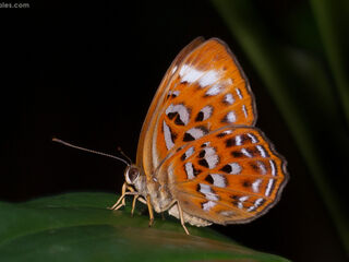 Taxila haquinus berthae