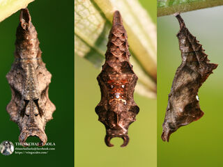 Symbrenthia lilaea lilaea