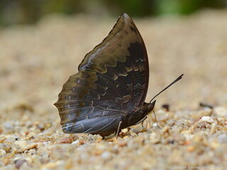 Charaxes borneensis praestantius