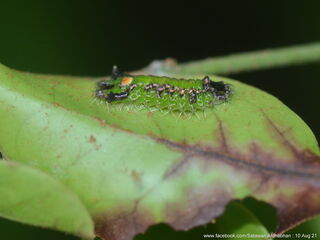 Semanga superba deliciosa