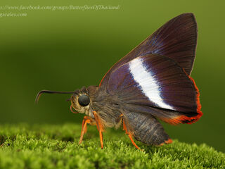 Bibasis sena uniformis