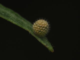 Moduza procris procris