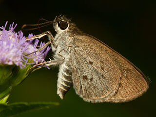 Suastus minutus aditia