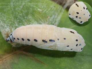 Burara harisa harisa