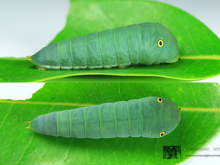 Graphium arycles arycles