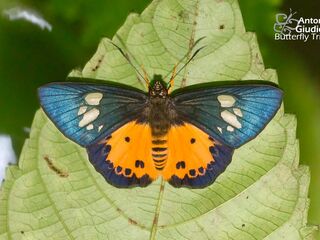 Pintara pinwilli pinwilli