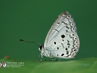 Callenya melaena melaena