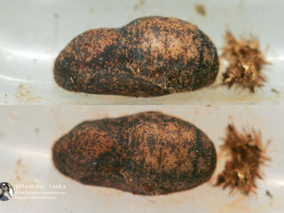 Rapala pheretima petosiris