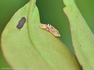 Suasa lisides suessa