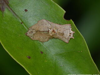 Jacoona anasuja anasuja