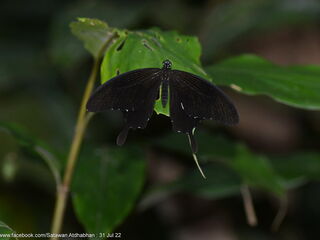 Papilio chaon annulus