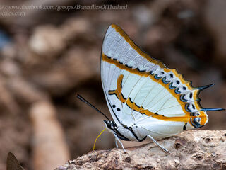 Polyura eudamippus jamblichus