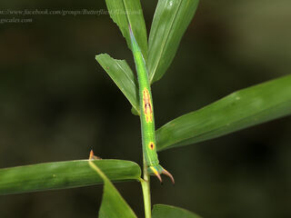 Lethe chandica chandica