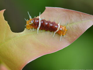 Thamala marciana marciana