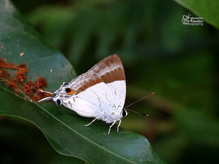 Rachana jalindra burbona