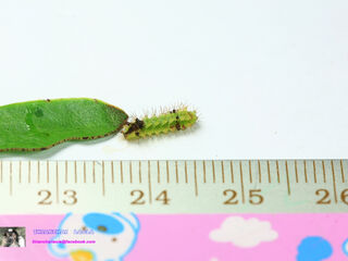 Rapala pheretima petosiris