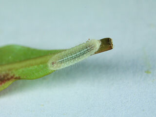 Arhopala perimuta perimuta