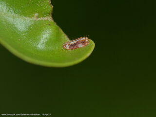 Tajuria mantra mantra