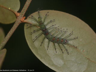 Euthalia adonia beata