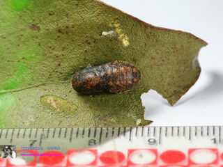 Rapala pheretima petosiris