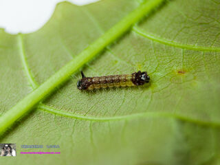 Spindasis lohita himalayanus