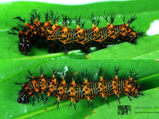 Nymphalis canace canace