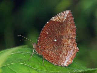 Elymnias hypermnestra violetta