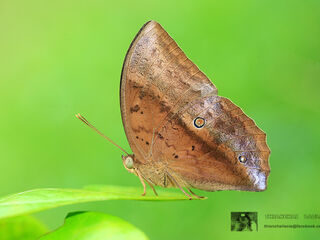 Discophora sondaica zal