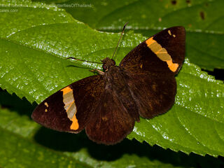 Hesperiidae (วงศ์ผีเสื้อบินเร็ว)