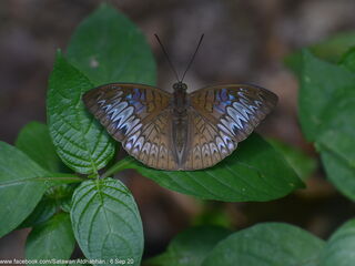Tanaecia palguna consanguinea