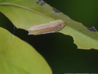 Dacalana burmana burmana