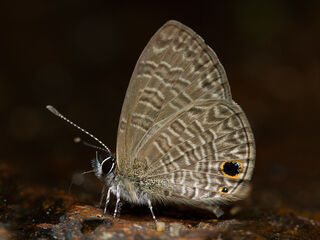 Prosotas dubiosa indica