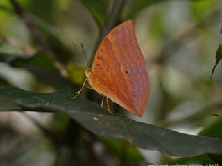 Enispe duranius corbeti