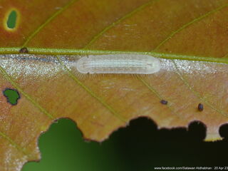 Arhopala muta maranda